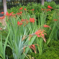 Crocosmia 'lucifer'